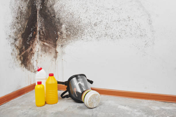 Attic Mold Removal in Woodward, IA