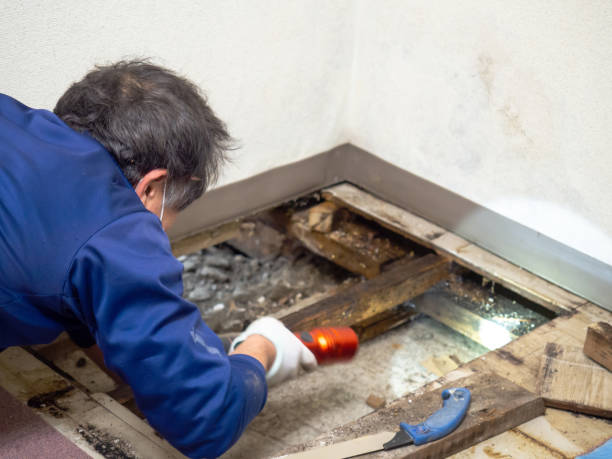 Best Local Mold Removal Service  in Woodward, IA