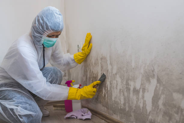 Best Commercial Mold Removal  in Woodward, IA