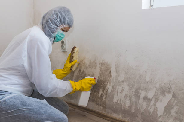 Best Crawl Space Mold Removal  in Woodward, IA
