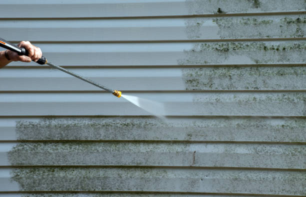 Best Toxic Mold Removal  in Woodward, IA