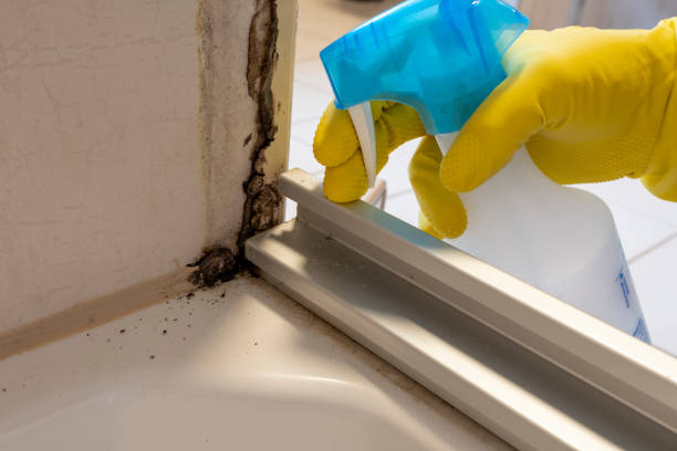 Best Residential Mold Removal  in Woodward, IA