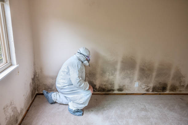 Best Toxic Mold Removal  in Woodward, IA