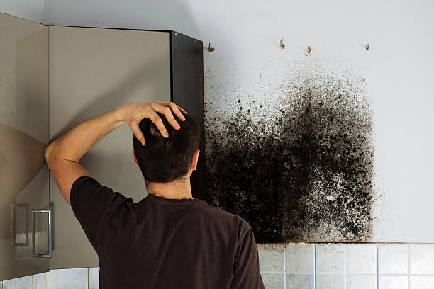 Professional Mold Removal in Woodward, IA