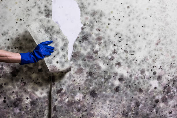 Best Professional Mold Removal  in Woodward, IA