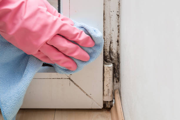 Best Black Mold Removal  in Woodward, IA