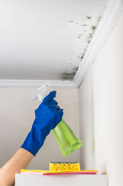 Best Water Damage Restoration  in Woodward, IA